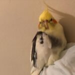 Can cockatiels eat frozen or canned fruits and vegetables?