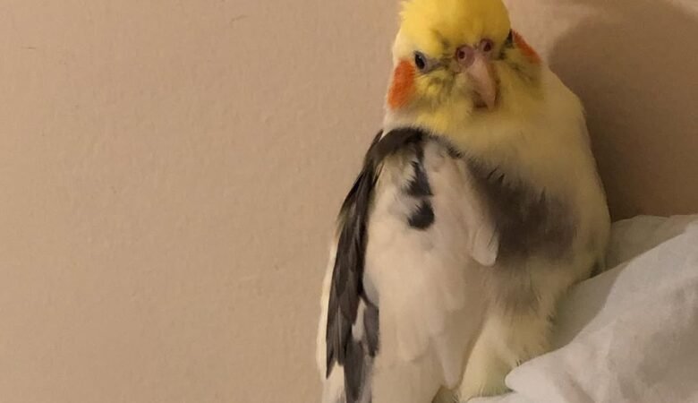 Can Cockatiels Eat Fruits and Vegetables?