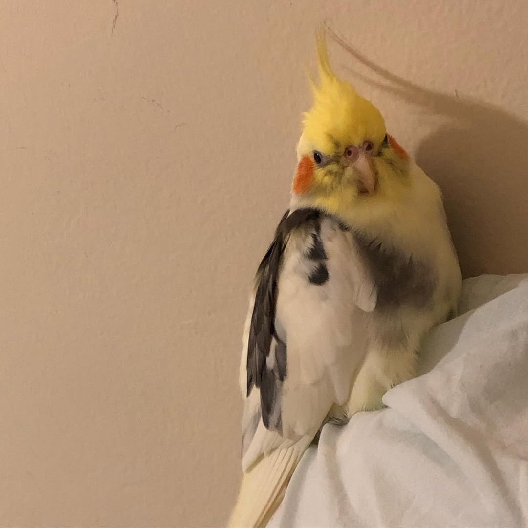 Can Cockatiels Eat Fruits and Vegetables
