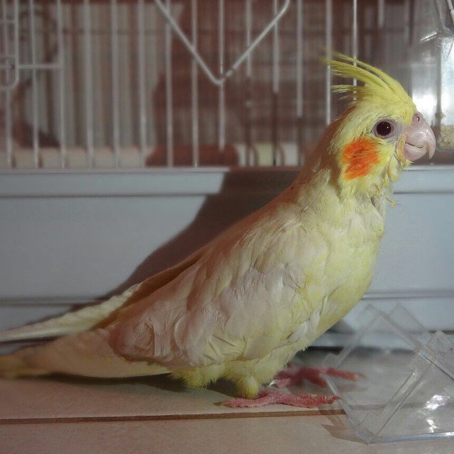 Cockatiel parrots for sale in Pennsylvania