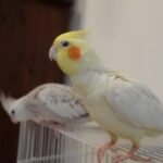 Q: Is it illegal to keep a single cockatiel in Norway?