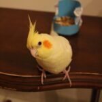 Q: Do I need to register my cockatiel with any Dutch authorities?