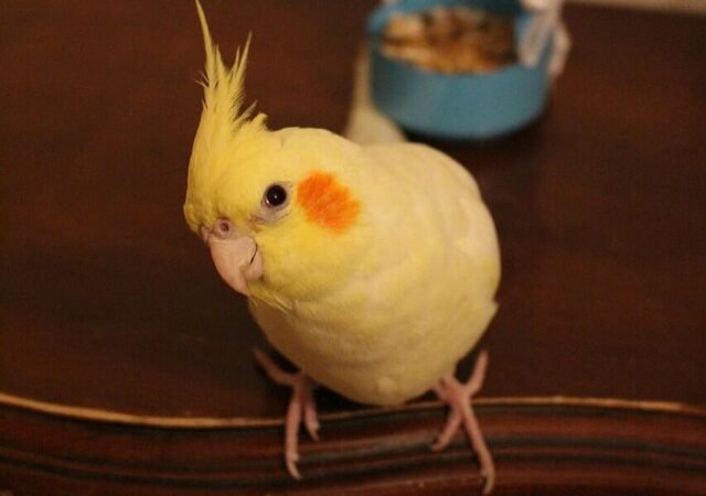 Cockatiel parrots for sale in North Dakota