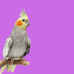 Cockatiels for Sale