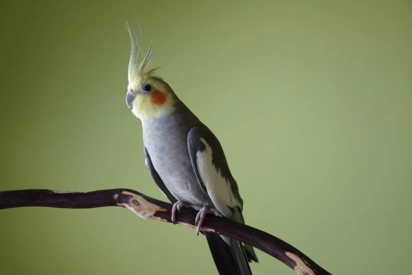 cockatiels for sale in Hartselle, AL