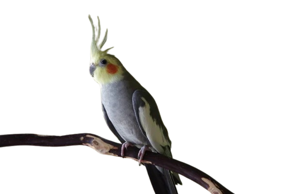 Cockatiels for Sale