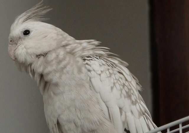 Cockatiel parrots for sale in Oklahoma