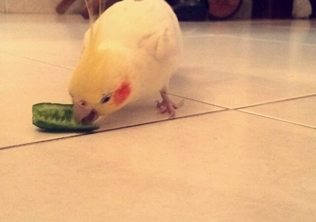 Cockatiel birds for sale in Georgia