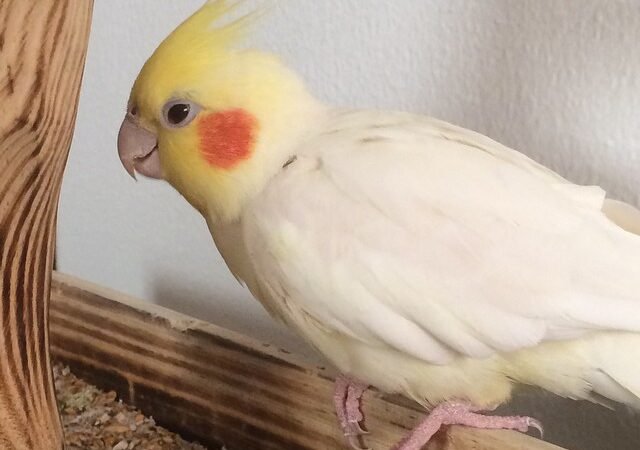 Cockatiel birds for sale in Alabama