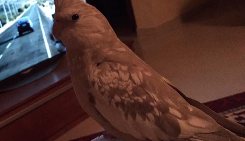 Cockatiel birds for sale in Arizona