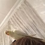 Q: Where can I find a rescue cockatiel in New Jersey if I don't want to go to a breeder?