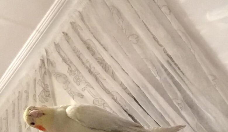 Cockatiel birds for sale in Connecticut