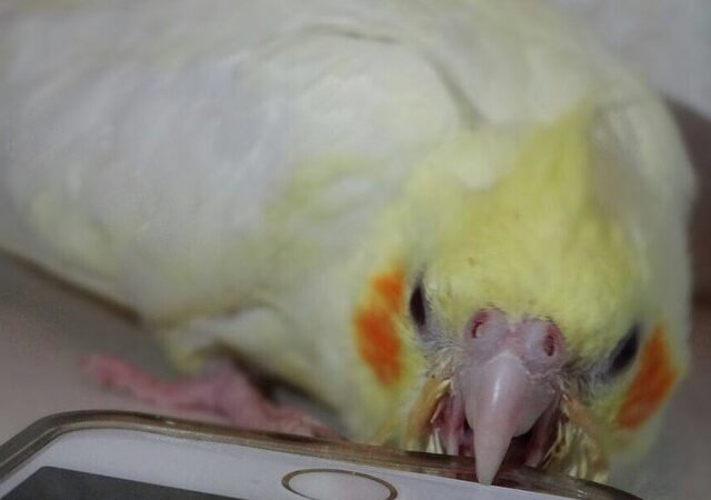 Cockatiel birds for sale in Colorado