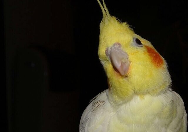 Cockatiel birds for sale in California