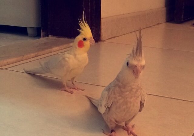 Cockatiel birds for sale in Arkansas
