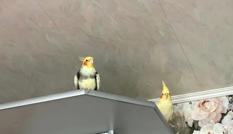 Cockatiels in Maine