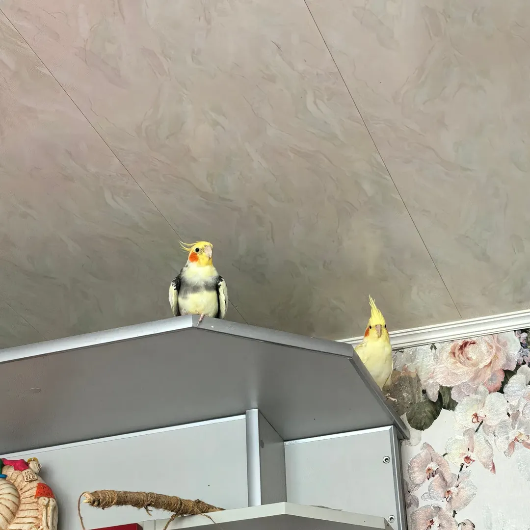 Cockatiels in Maine