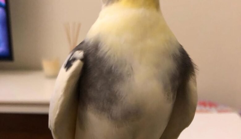 Cockatiel breeders in Puerto Rico