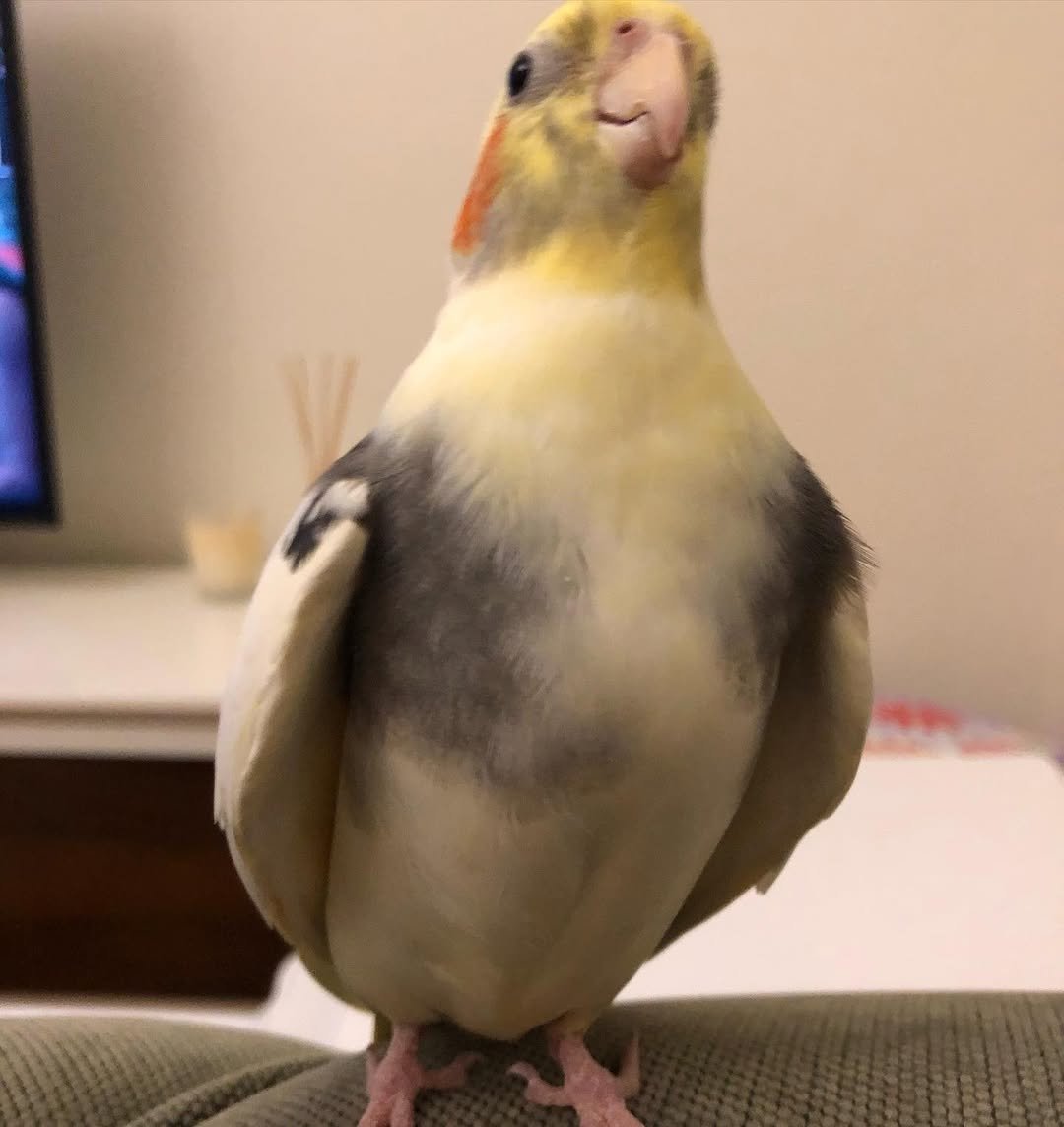 How Noisy Are Cockatiels Compared to Other Parrots