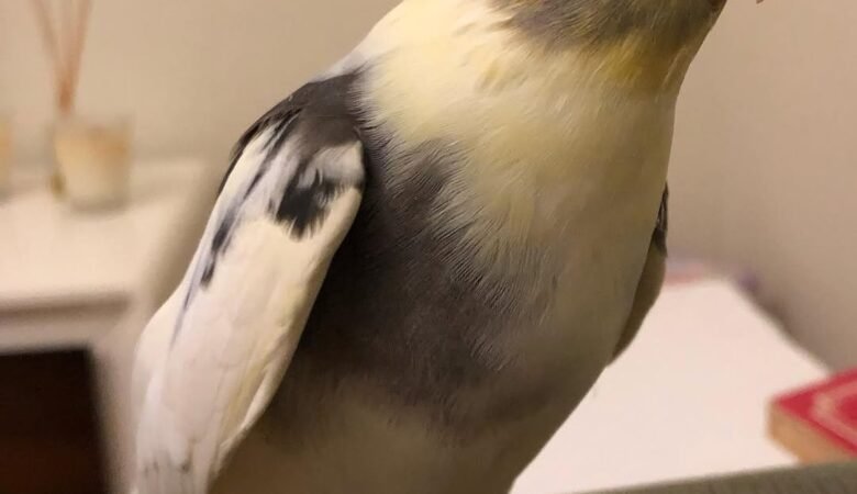 What Kind of Cage Is Best for a Cockatiel?