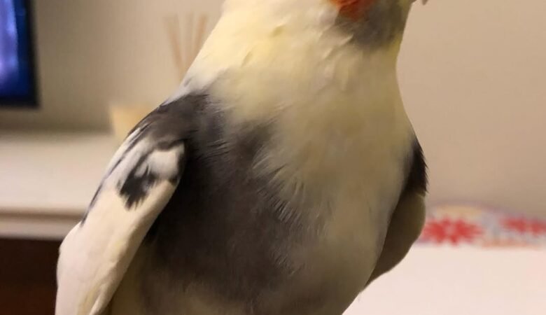 Cockatiel birds for sale in Hawaii