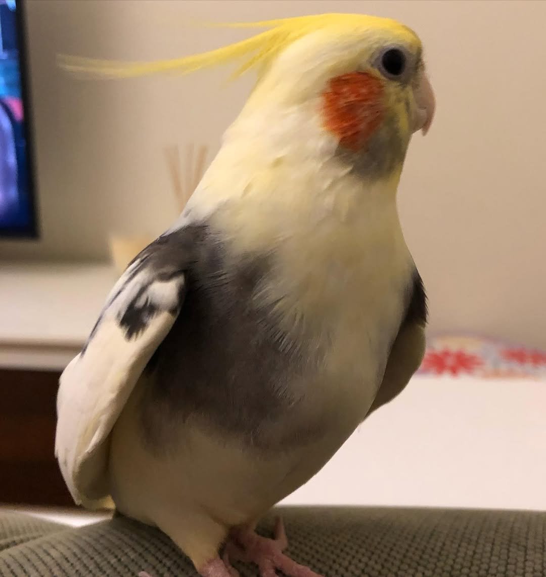 Cockatiel breeders in Oklahoma