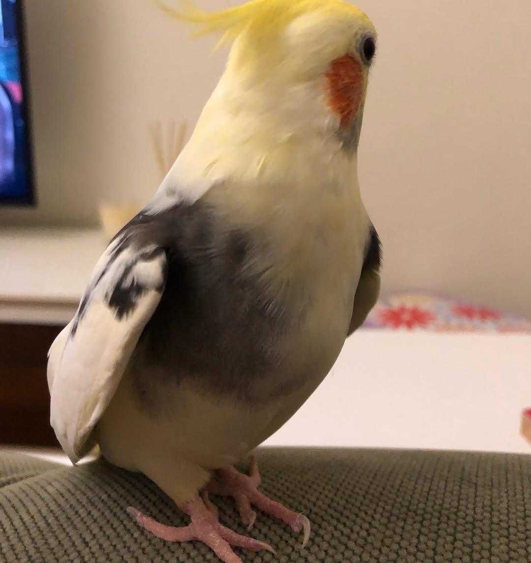 Cockatiel breeders in Oregon