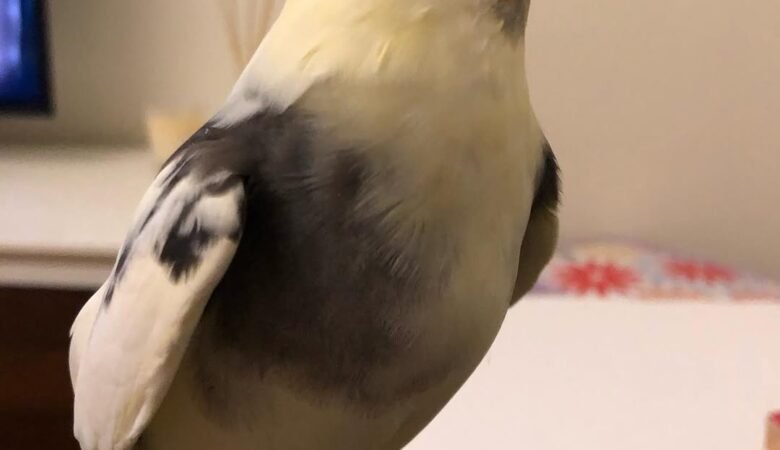 Which Cockatiel Types Make the Best Pets?