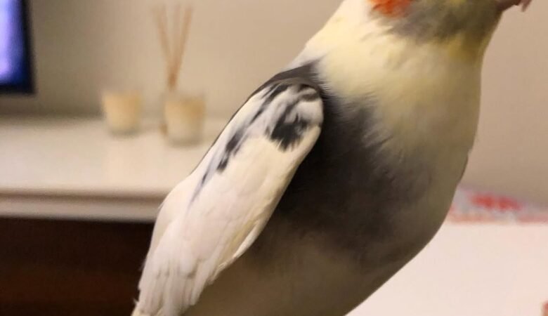 Cockatiel birds for sale in Maine