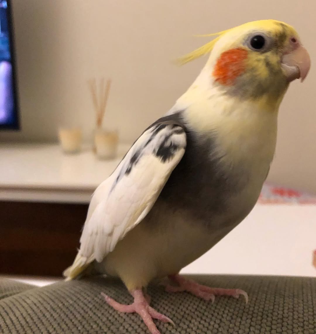 Cockatiel birds in Connecticut