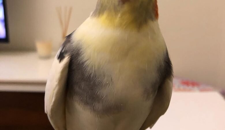 Cockatiel birds in Colorado