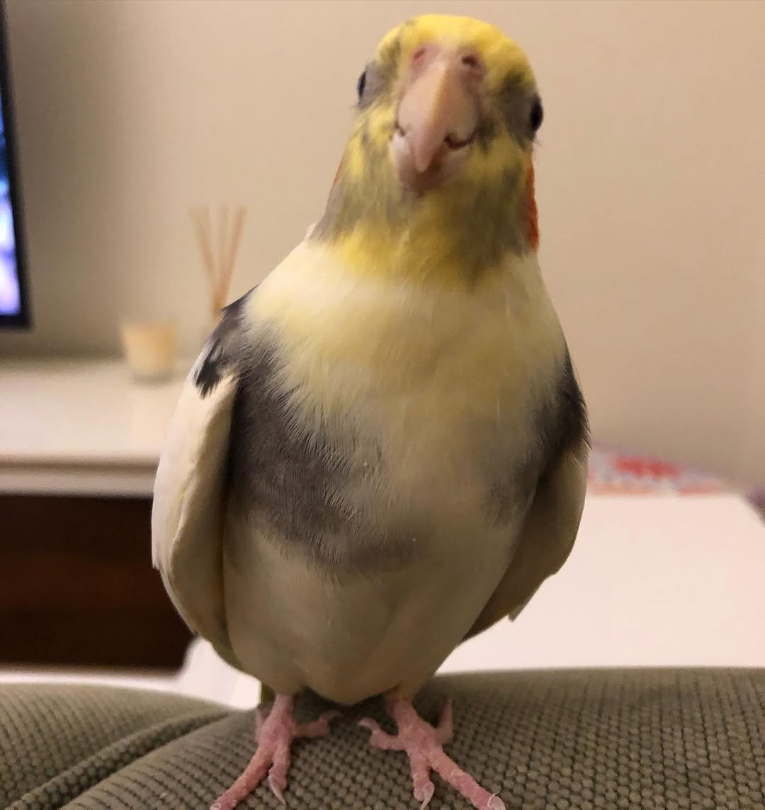 Cockatiel breeders in Rhode Island