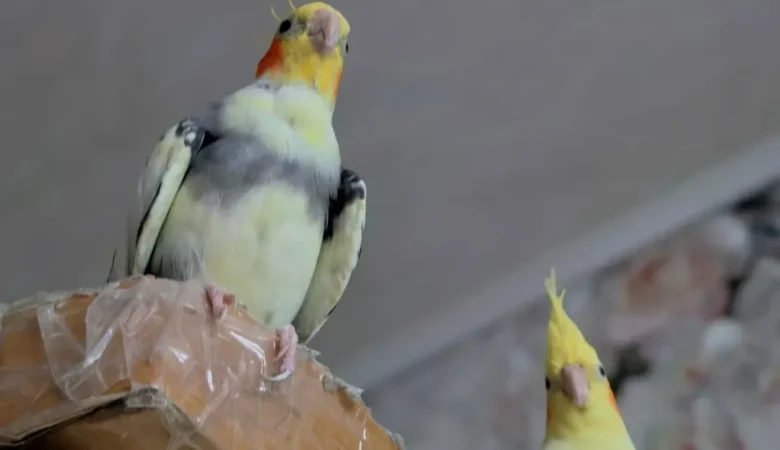 Cockatiels in Maryland