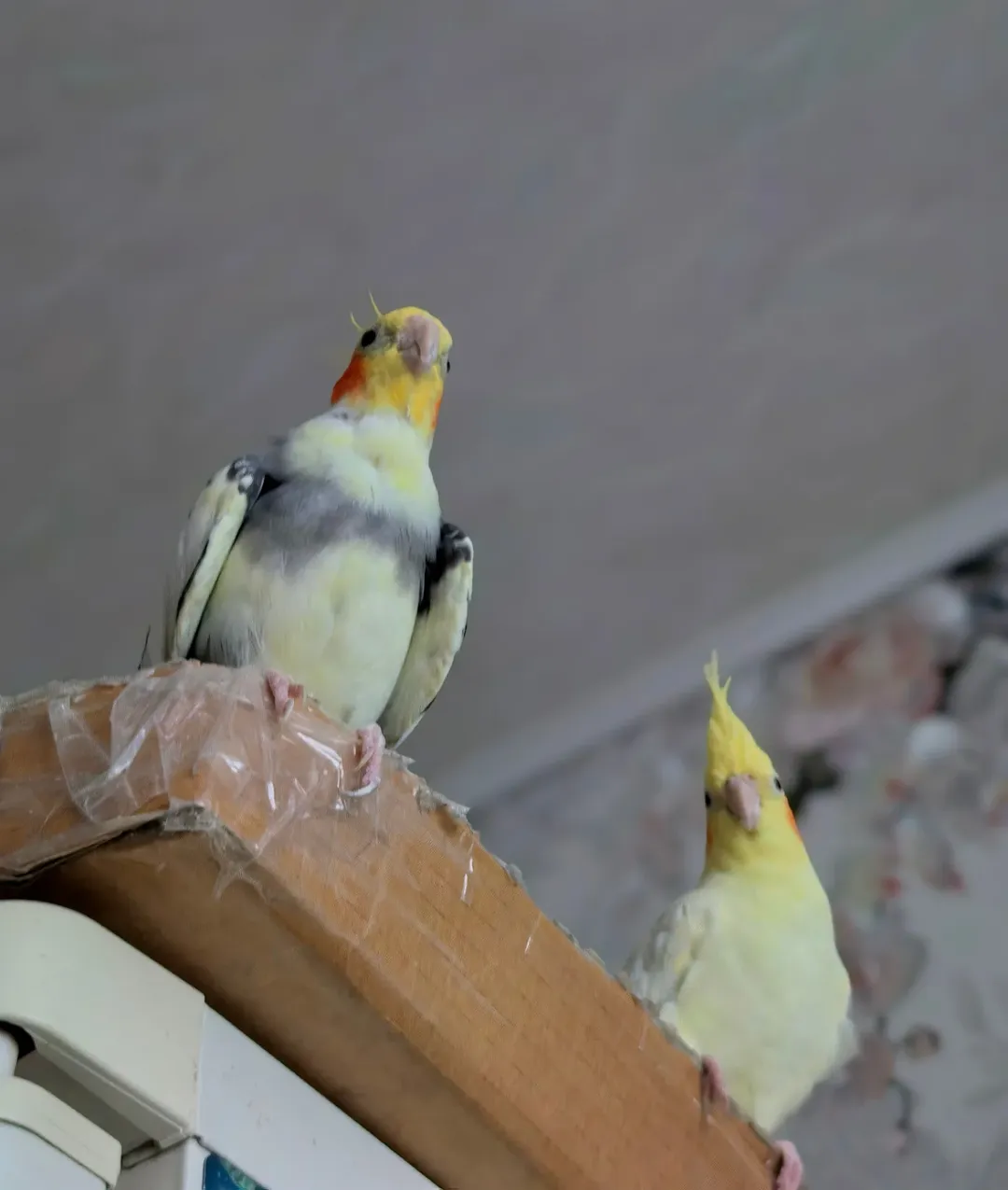 Cockatiels in Maryland