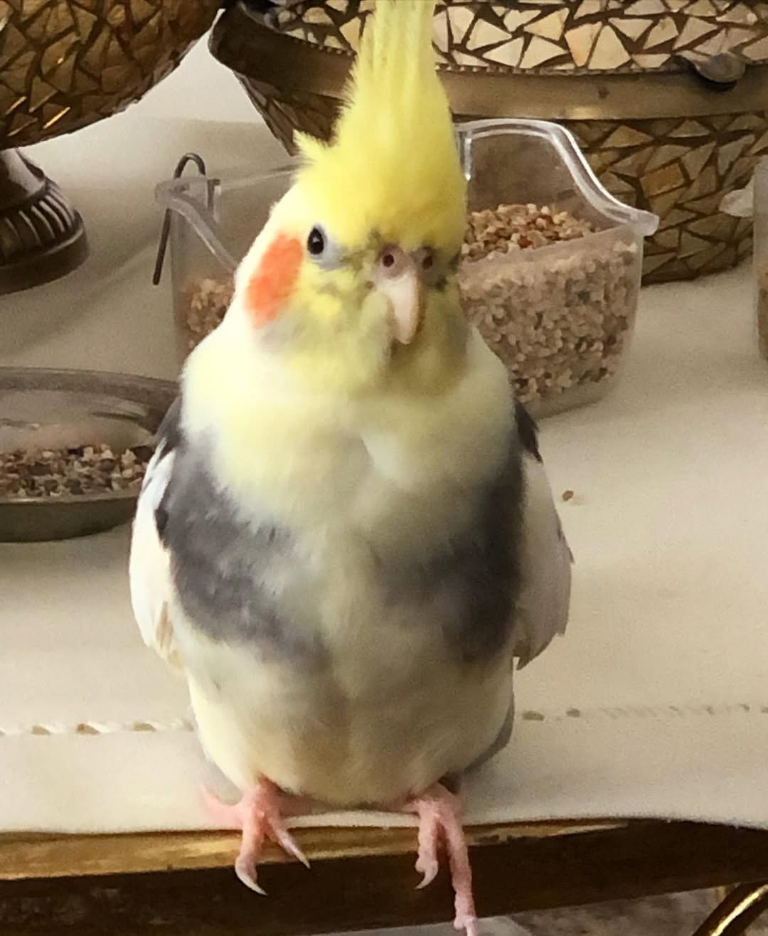 Cockatiel breeders in New York