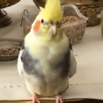 How do I find avian-certified vets after purchasing from Cockatiel breeders in Washington?
