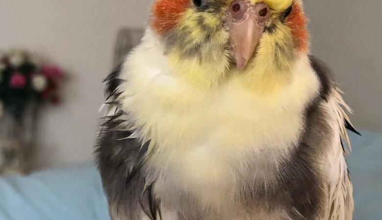 Cockatiel parrots in Georgia