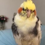 What is the average price for a hand-raised bird when buying from cockatiel breeders in Oklahoma?