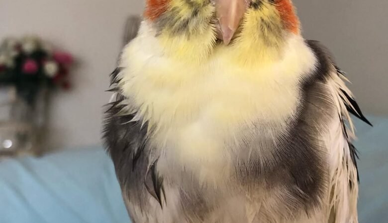 Cockatiel parrots in Colorado