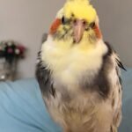 What is the average price for a hand-raised bird from cockatiel breeders in Rhode Island?