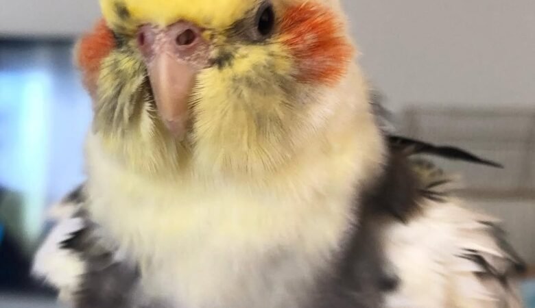 Cockatiel breeders in North Dakota