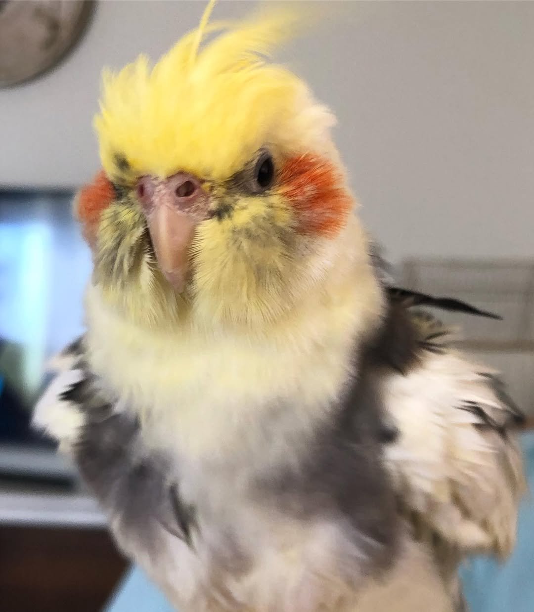 Cockatiel breeders in North Dakota