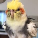 What is the average price for a hand-raised bird from cockatiel breeders in Ohio?