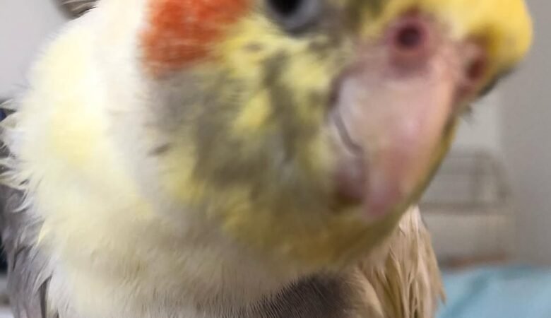 Cockatiel parrots for sale in Florida