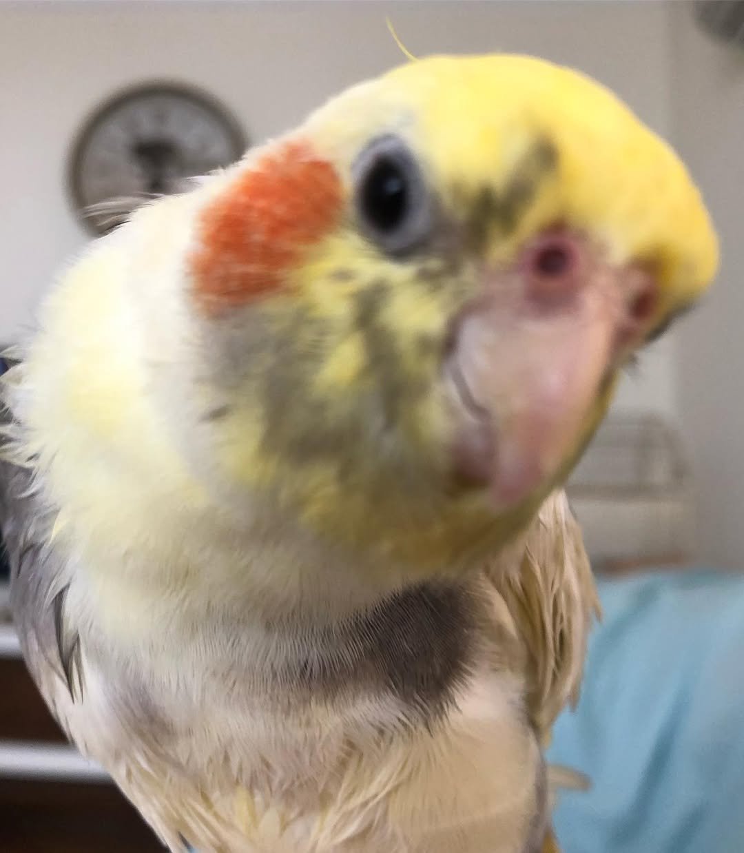 Cockatiel breeders in Ohio