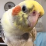 What is the average price range when buying from cockatiel breeders in Pennsylvania?