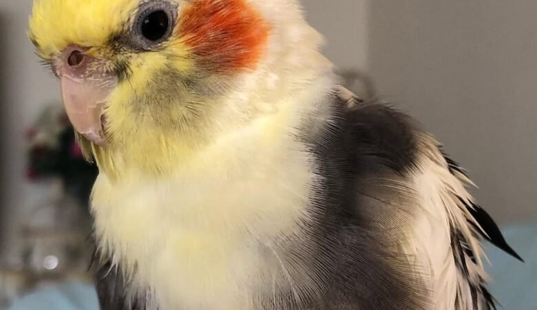 Cockatiel parrots for sale in Georgia