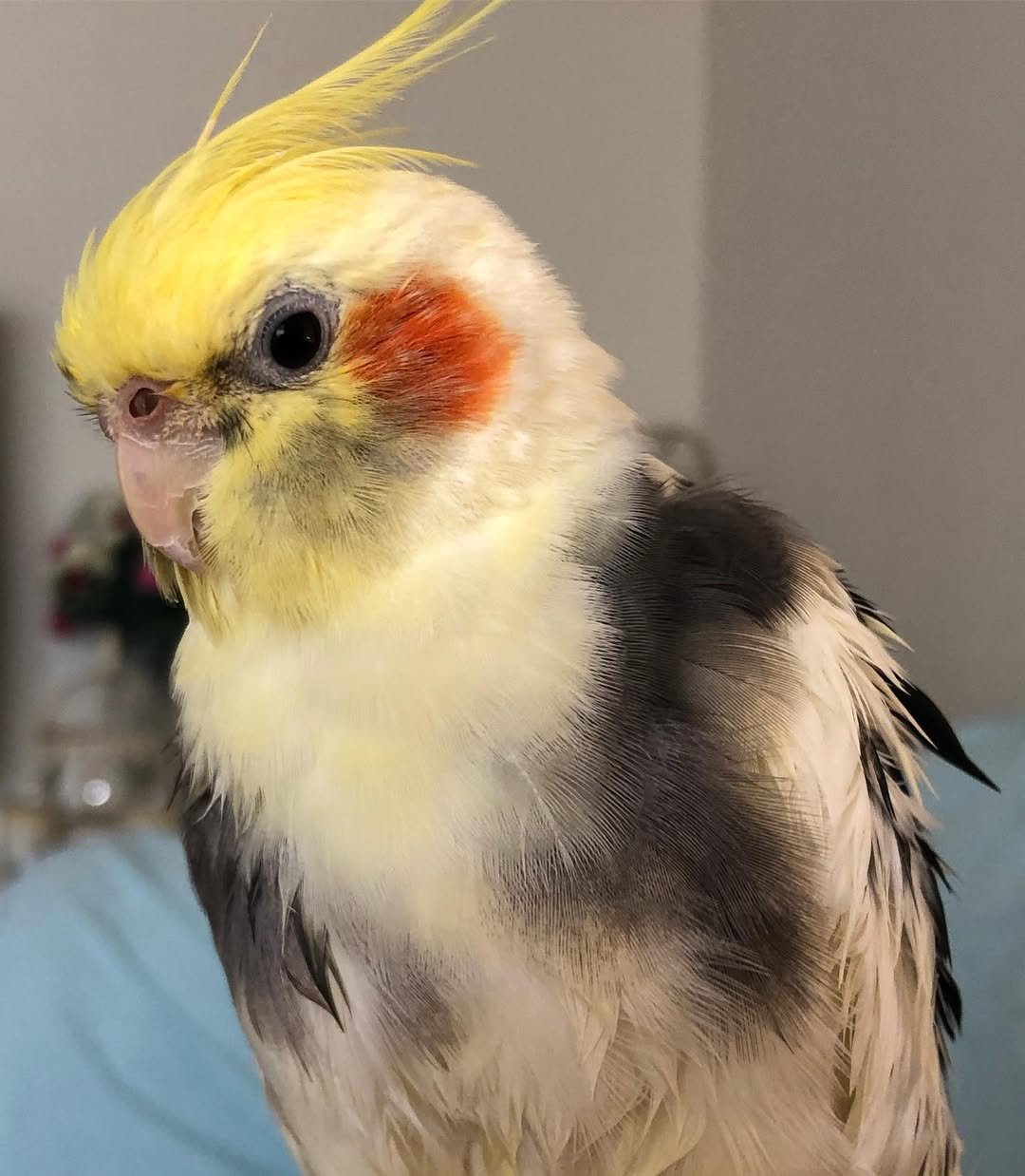Cockatiel breeders in South Carolina