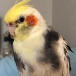 Q: Are there any specific Irish laws I need to know about owning a cockatiel?