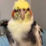 How much do cockatiel breeders in Texas typically charge for a hand-fed baby?